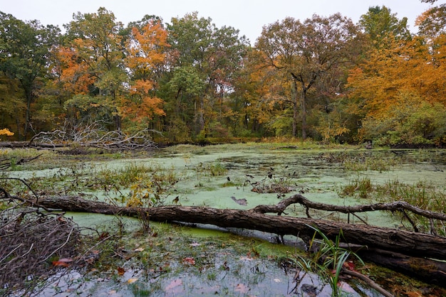 Foto gratuita paesaggio della natura in una giornata autunnale