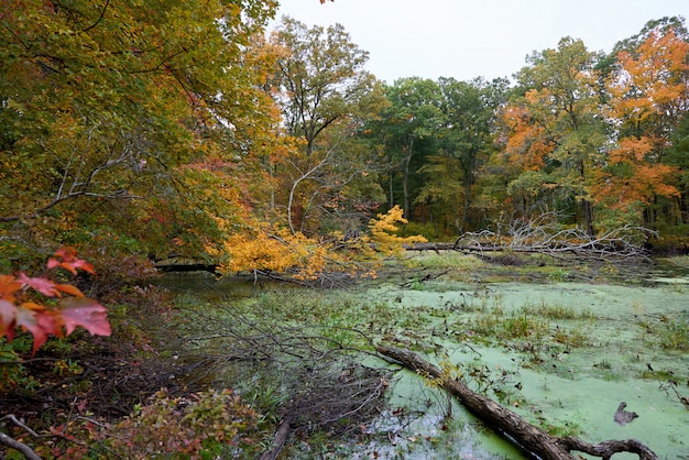 Foto gratuita paesaggio della natura in una giornata autunnale