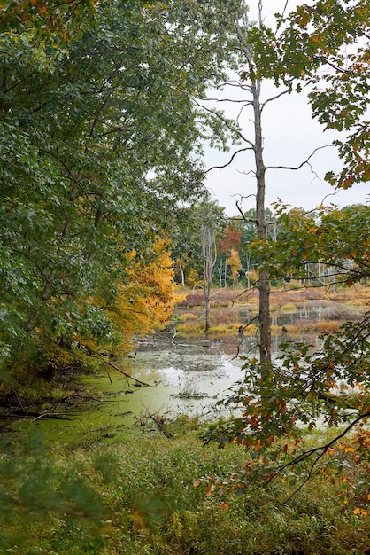 Free photo nature landscape on an autumn day