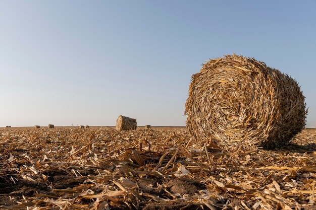 Nature landscape with hay