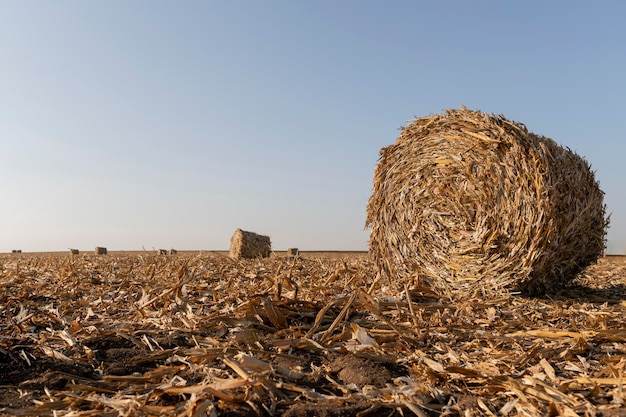 Nature landscape with hay