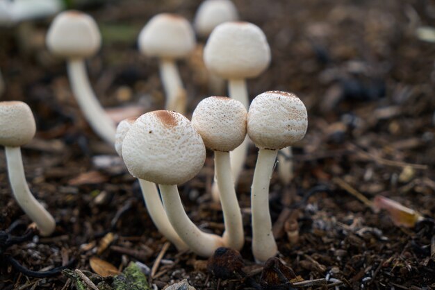 Foto gratuita natura macro ambiti di vita del primo piano