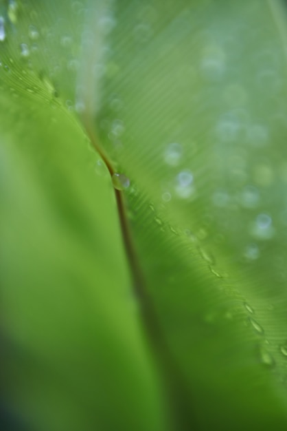 nature plant backgrounds green leaf
