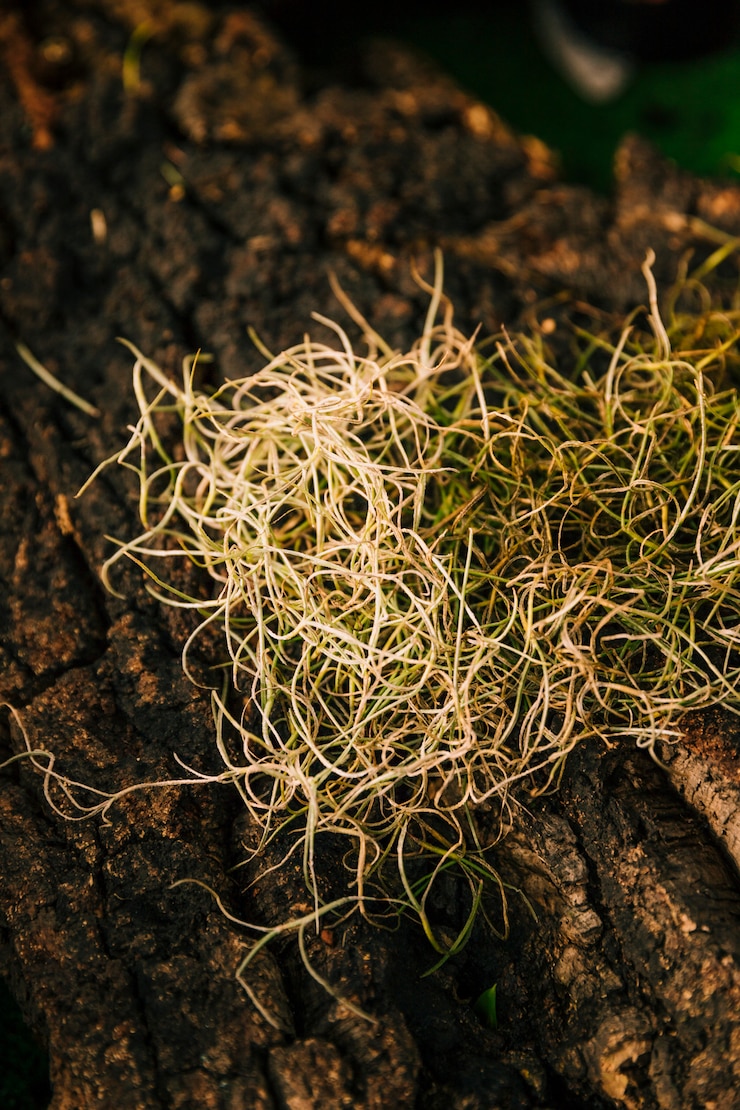 मुफ़्त फोटो nature roots on the rock surface