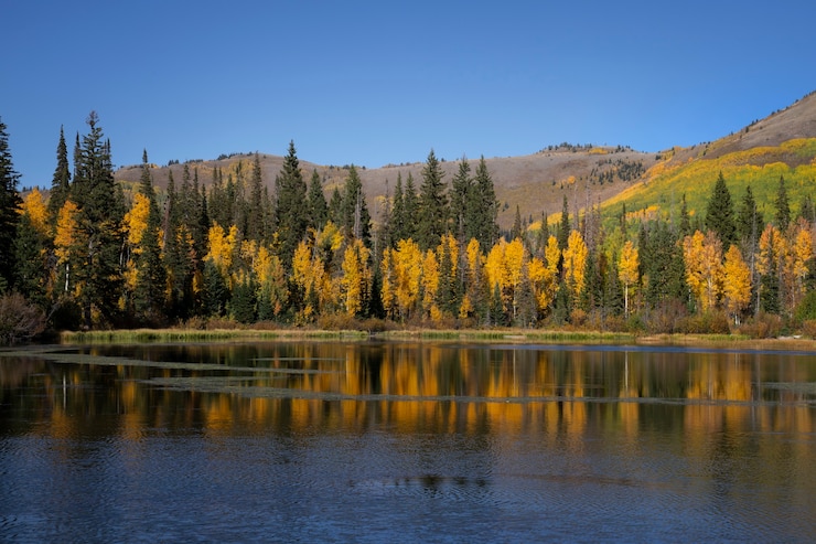 Free Photo nature scene of usa vegetation and flora