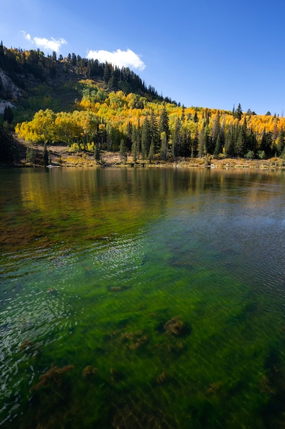 Foto gratuita scena della natura della vegetazione e della flora degli stati uniti