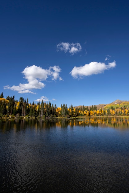 Nature scene of usa vegetation and flora