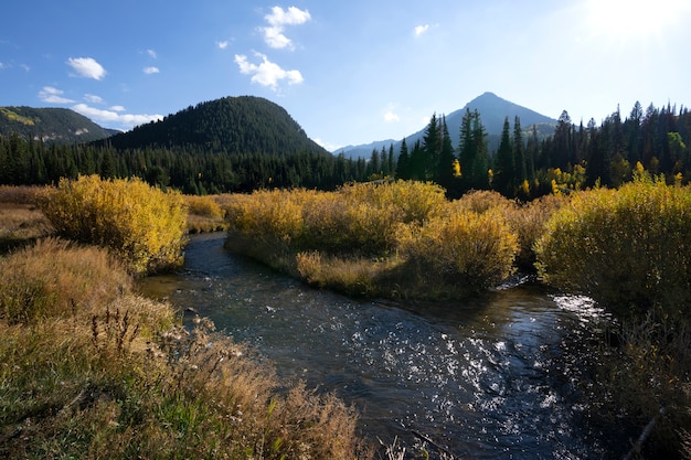 Nature scene of usa vegetation and flora