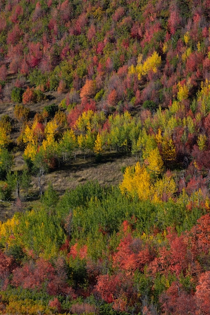 Foto gratuita scena della natura della vegetazione e della flora degli stati uniti