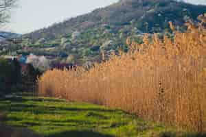 Foto gratuita scena di natura con erba e sfondo di montagna