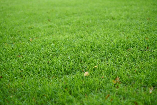 природа текстура фон лето трава