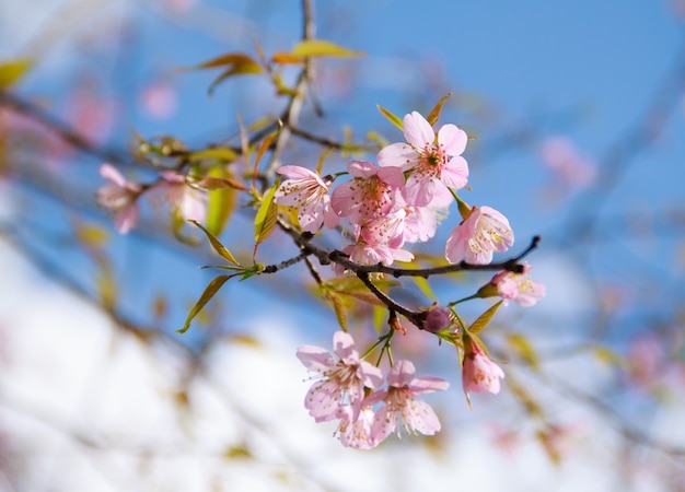 自然テクスチャ桜のセグメントシーン