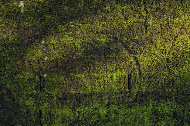 Free photo nature texture stone wall with greenery