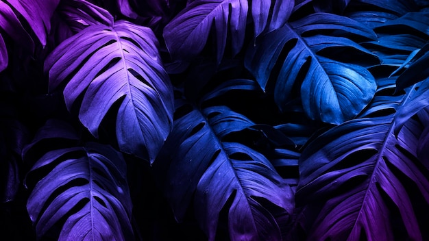 Neon tropical monstera leaf  banner Free Photo