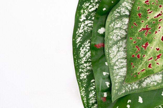 Nephthytis plant leaf on white background