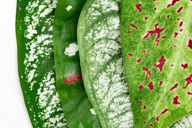 Free photo nephthytis plant leaf on white background