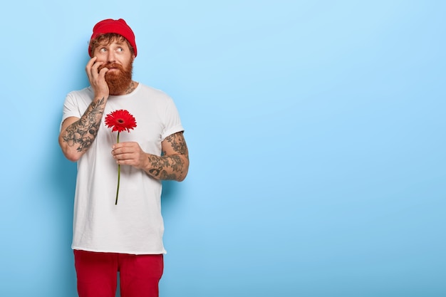 Nervous hipster with red thick beard, holds red gerbera, bites finger nails, worries before having first date with girlfriend, wears hat and white casual t shirt isolated on blue wall. Man with flower