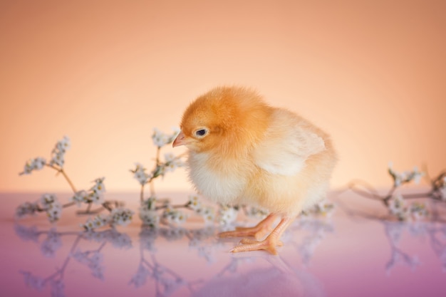 New life in springtime of small chicken