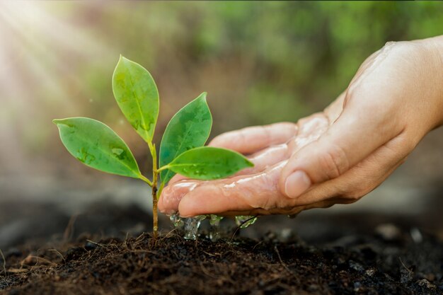 Young plant growing in soil and water drop on it as save world ...