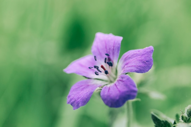 ブランチに新しい松のコーンが芽吹く