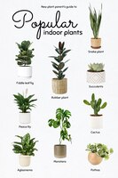 Nuova guida ai genitori di piante per piante da appartamento popolari