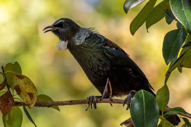 木の枝にニュージーランドのtui鳥