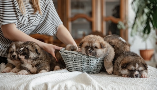 生まれたばかりの小さなふわふわの子犬はすべて一緒に休んで横たわっています