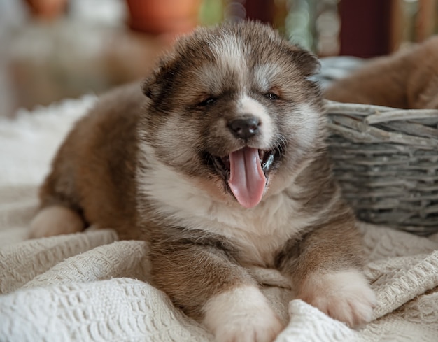 Newborn little fluffy puppy near his basket with his tongue sticking out
