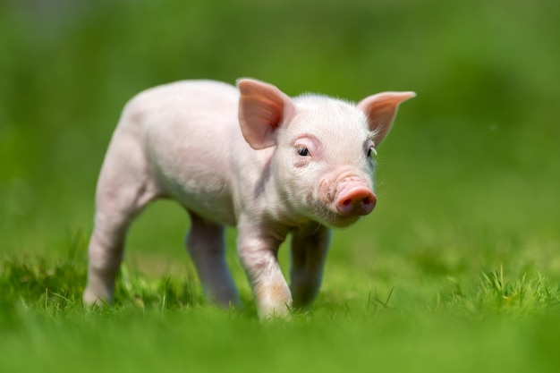 春の緑の草の上の新生子豚