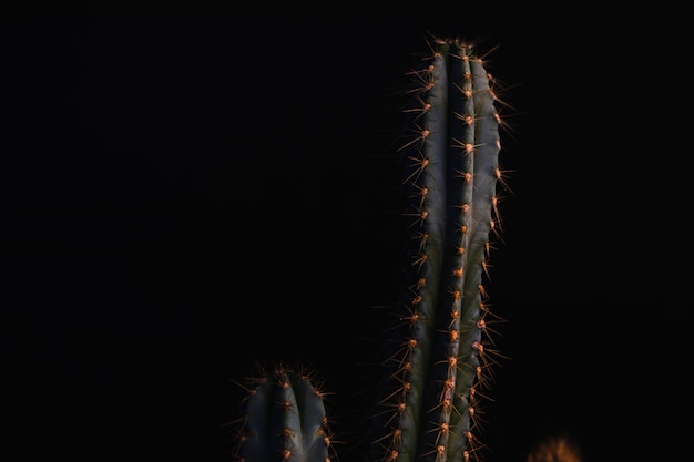 Bel cactus nero