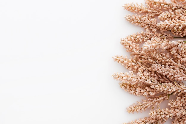 Foto gratuita bella composizione realizzata con foglie di grano su sfondo bianco