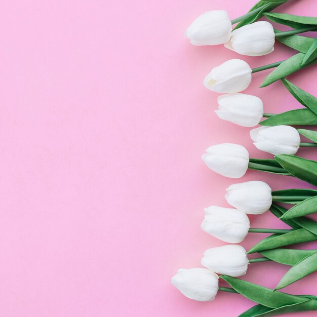 nice composition with white tulips on pastel pink background with copyspace on the left si