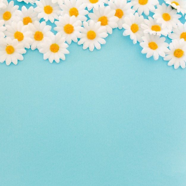 Free photo nice daisies on blue background with space at the bottom