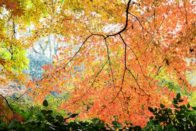 カラフルな葉を持つ木の素敵な風景