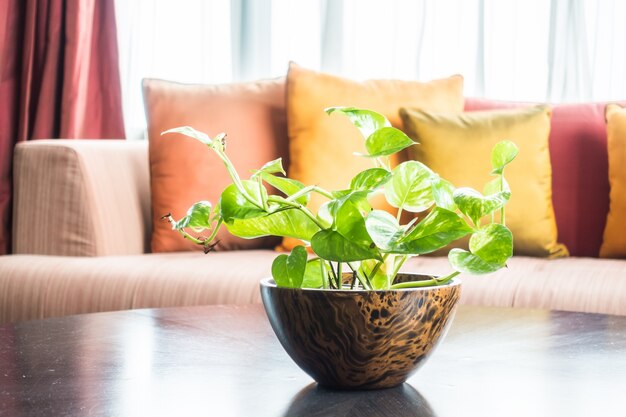 Nice plant with blurred room background