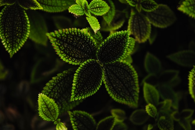 庭に美しい植物