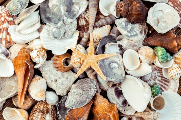 Nice shells