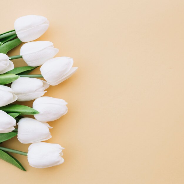 nice tulips on yellow background with space on the right