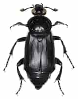 Free photo nicrophorus humator beetle specimen