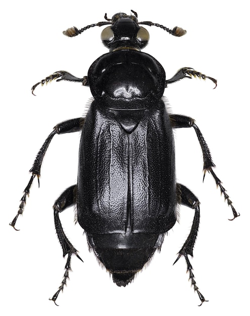 Nicrophorus humator 딱정벌레 표본