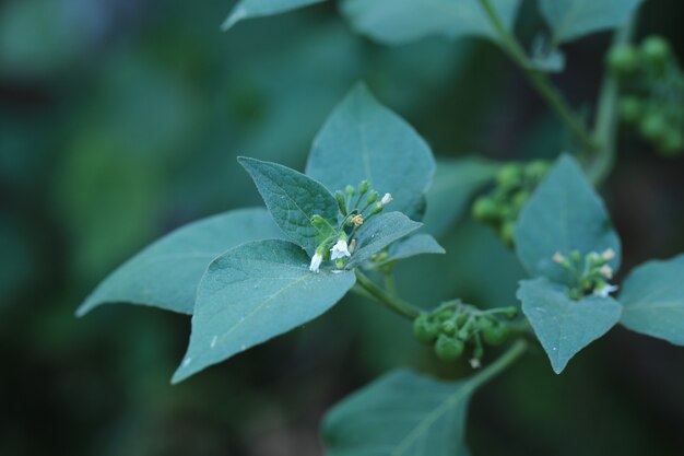 Download Nightshade plant No Survey