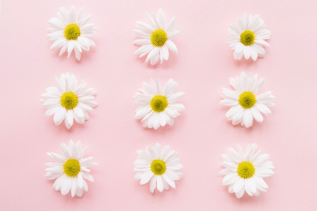 Nine daisies in three rows and three lines