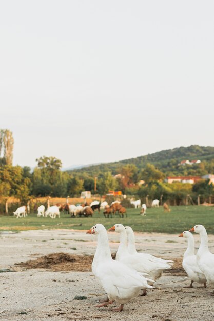 Nobel geese walking in pairs