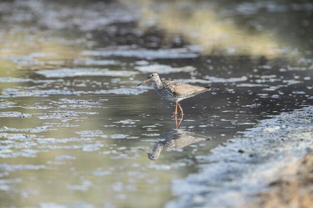 Nomadic  Common redshank Tringa totanus