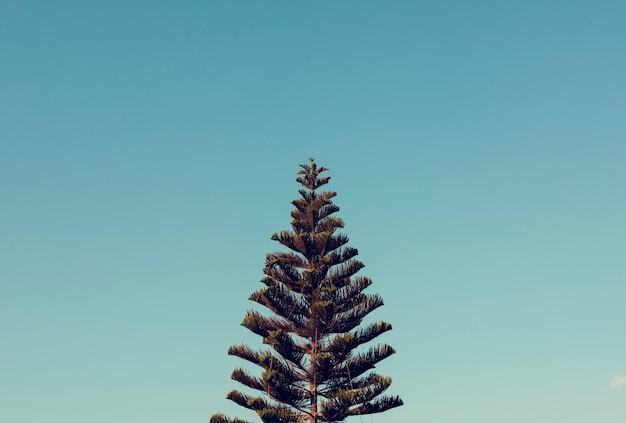 Free photo norfolk island pine tree with sky view