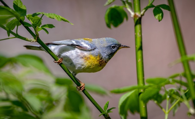 Free photo northern parula  (setophaga americana)