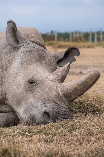 Rinoceronte bianco settentrionale su un campo catturato a ol pejeta, in kenya