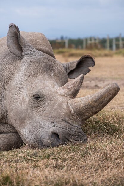 케냐 Ol Pejeta에서 잡힌 들판에 북부 흰 코뿔소