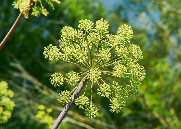 野生のアンジェリカ植物 側面図 無料の写真