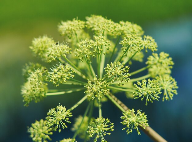野生のアンジェリカ植物 側面図 無料の写真